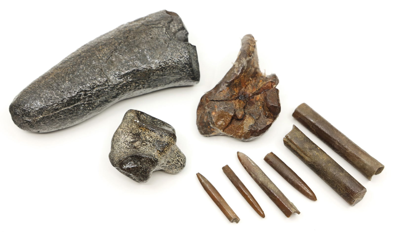 UNSPECIFIED FOSSIL SPECIMENS (1 of 5)