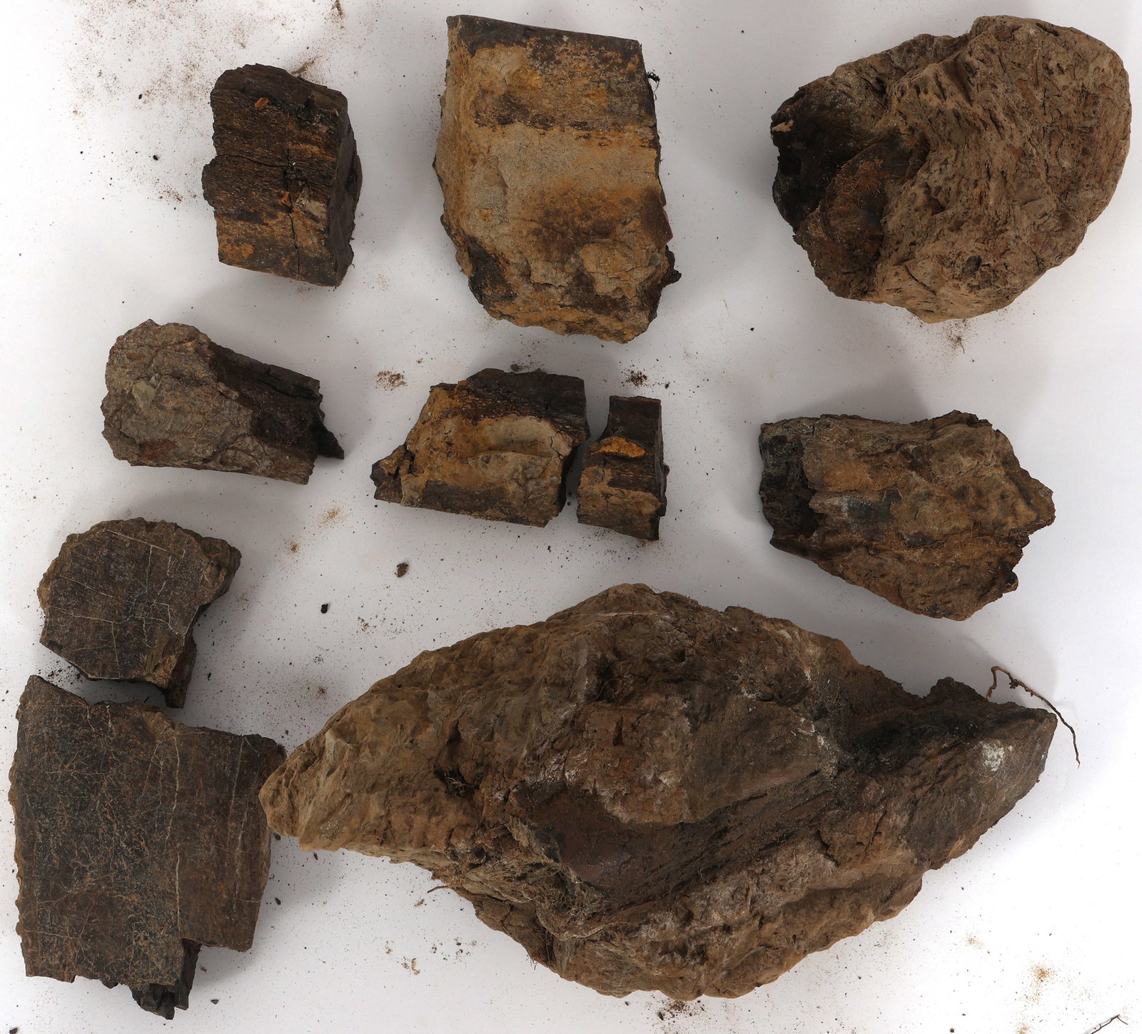 DINOSAUR FOSSIL SPECIMEN - UNSPECIFIED: DINOSAUR FOSSIL SPECIMEN - UNSPECIFIED Dinosaur unspecified fossil specimen. Believed to be one bone in many pieces. Please Note: No International Shipping On This Lot Provenance: Estate Artifact & Fo