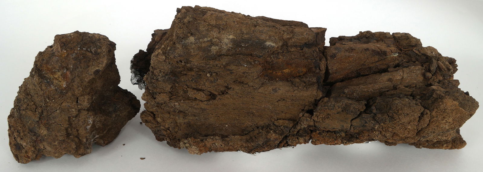 DINOSAUR FOSSIL SPECIMEN - UNSPECIFIED (1 of 4)