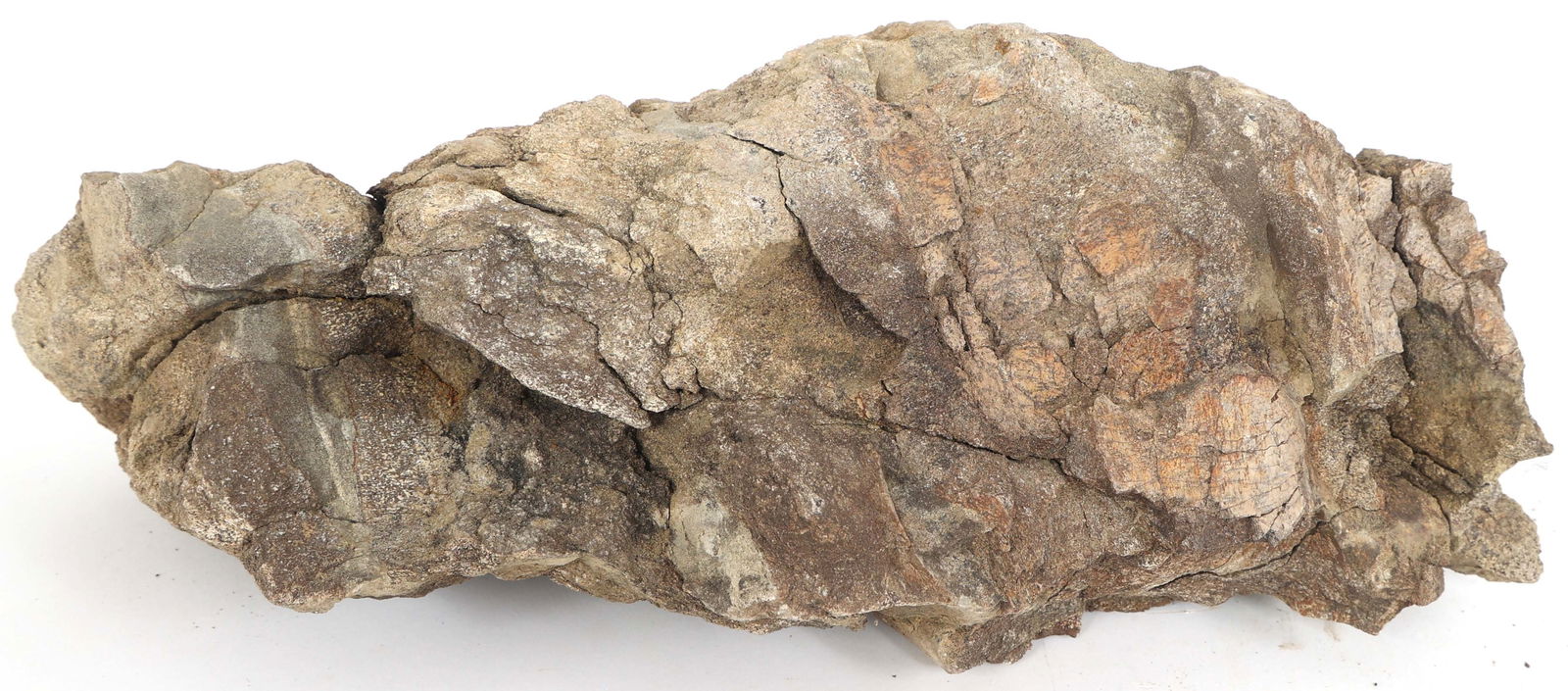 DINOSAUR FOSSIL SPECIMEN - UNSPECIFIED (1 of 2)