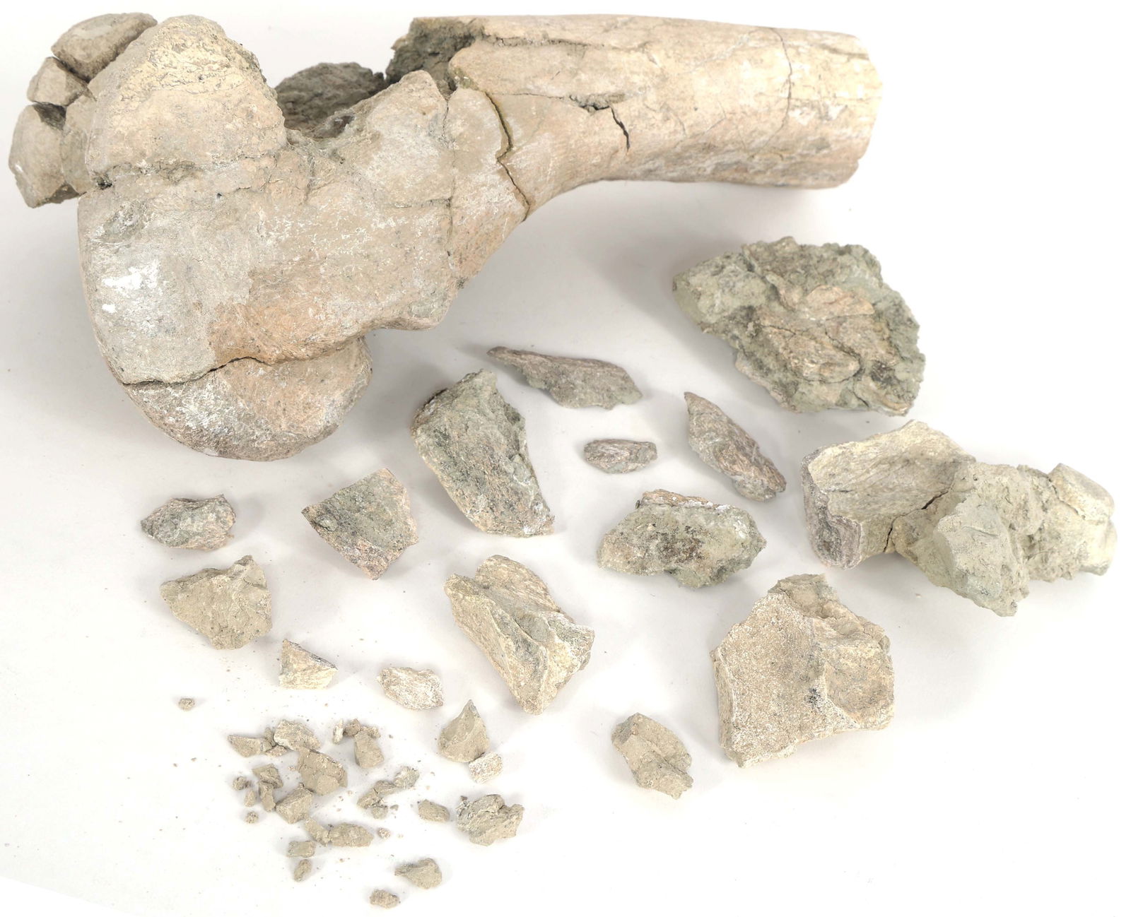 DINOSAUR FOSSIL SPECIMEN - UNSPECIFIED (1 of 7)