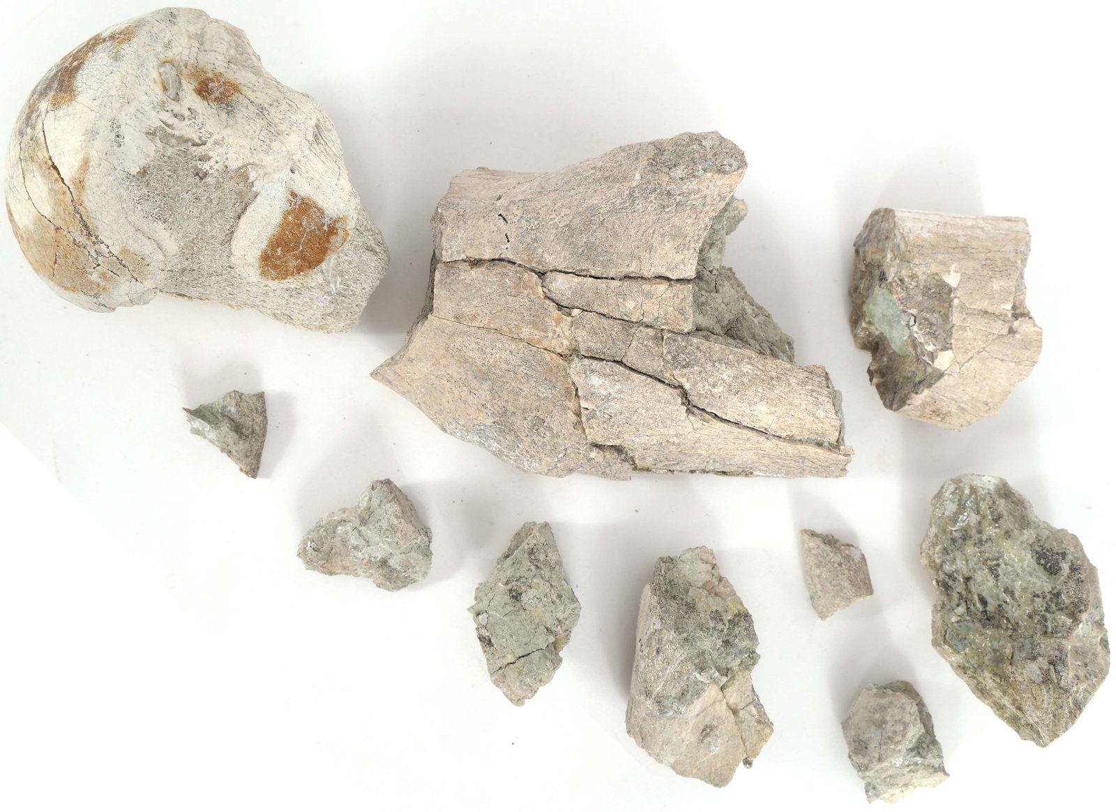 DINOSAUR FOSSIL SPECIMEN - UNSPECIFIED (1 of 7)