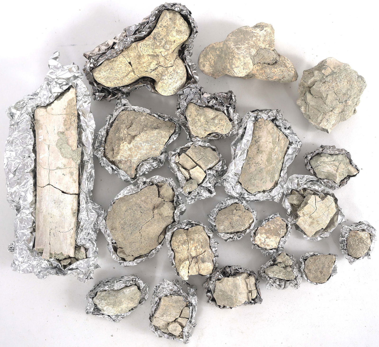 DINOSAUR FOSSIL SPECIMEN - UNSPECIFIED (1 of 6)