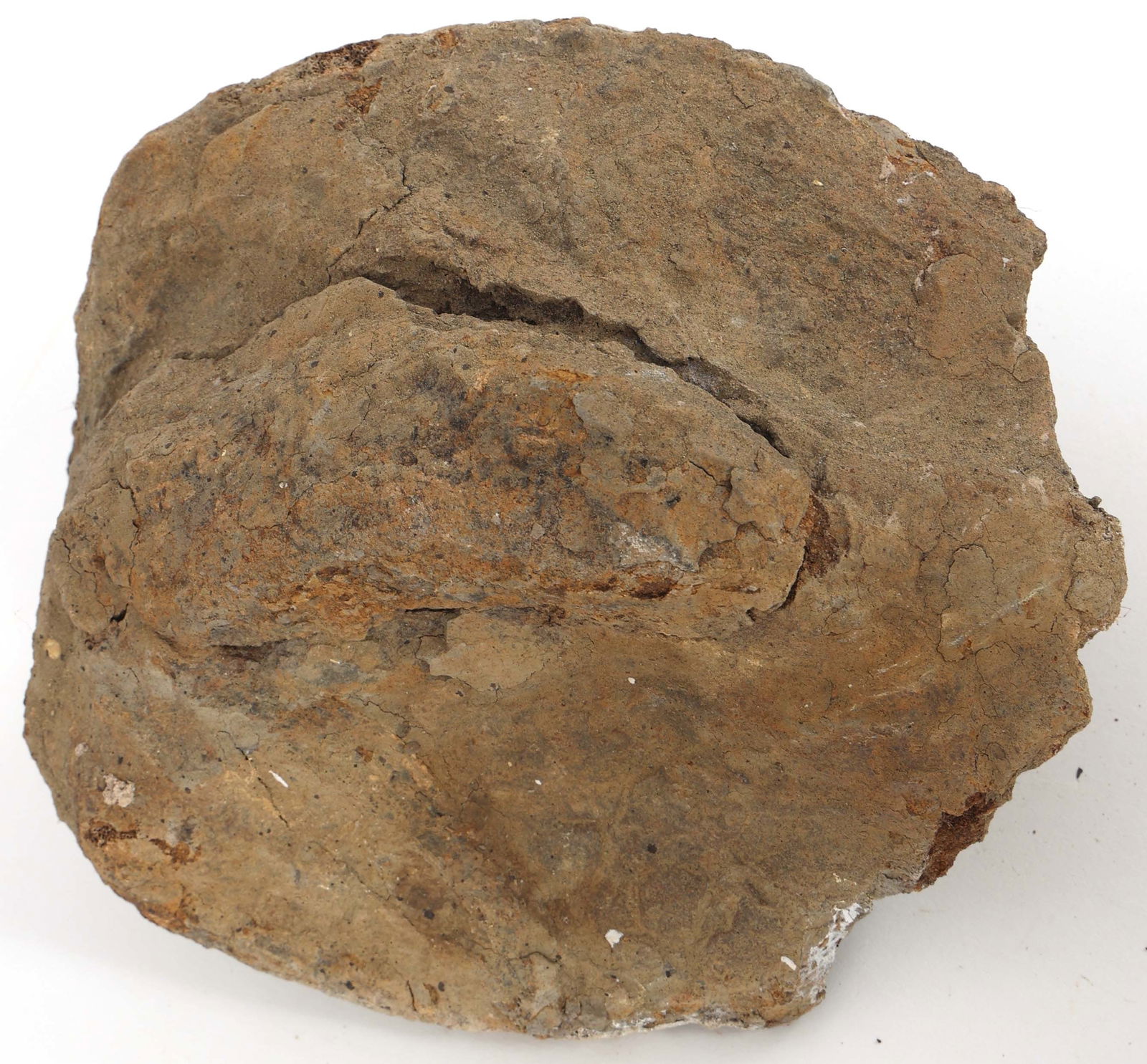 DINOSAUR FOSSIL SPECIMEN - UNSPECIFIED (1 of 4)