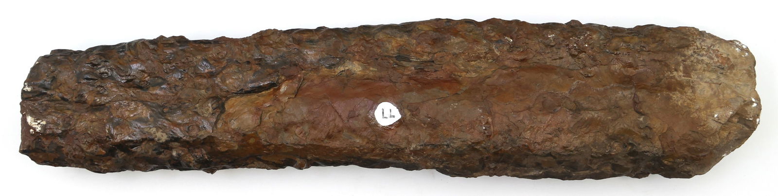 DINOSAUR FOSSIL SPECIMEN - UNSPECIFIED (1 of 2)