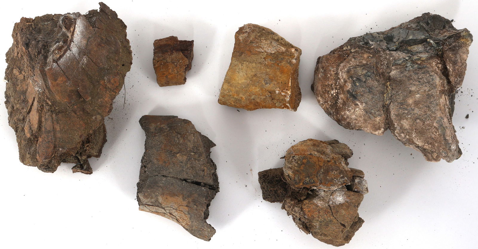 DINOSAUR FOSSIL SPECIMENS - UNSPECIFIED (1 of 1)