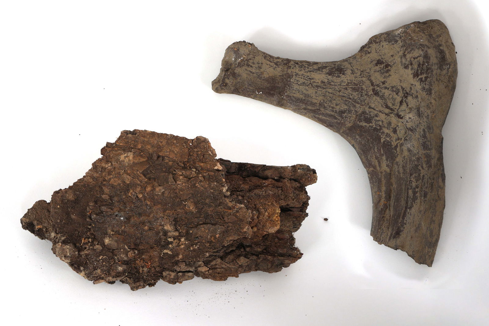 DINOSAUR FOSSIL SPECIMENS - UNSPECIFIED (1 of 5)