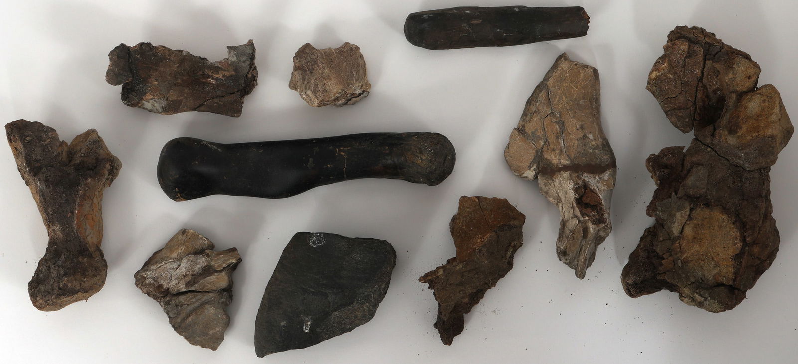 DINOSAUR FOSSIL SPECIMENS - UNSPECIFIED (1 of 1)