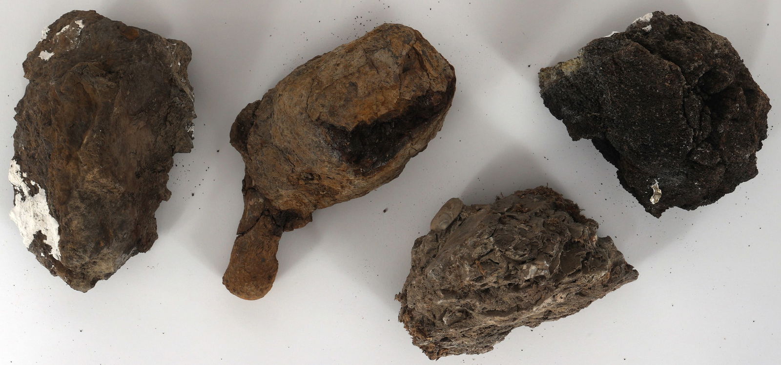 DINOSAUR FOSSIL SPECIMENS - UNSPECIFIED (1 of 1)