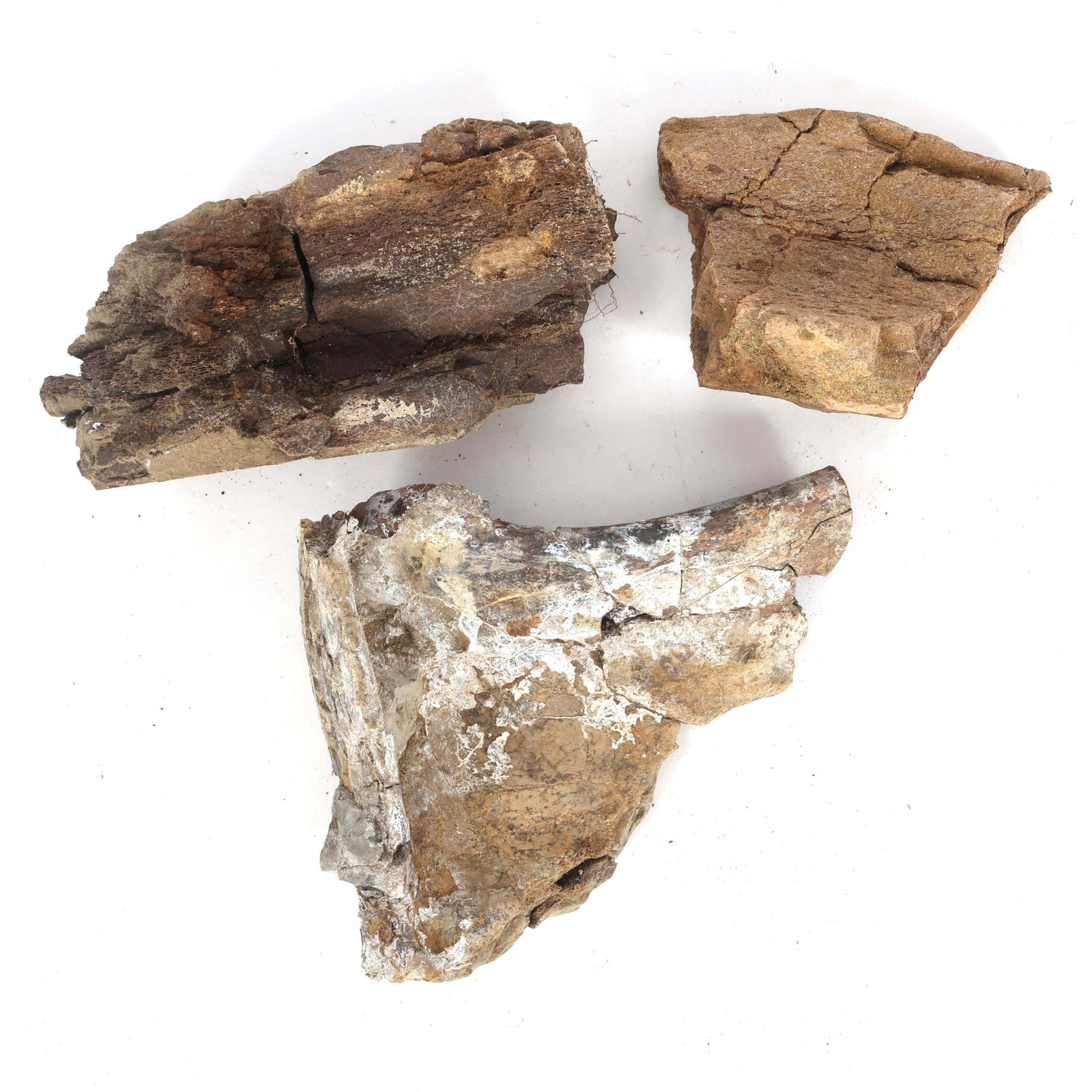 DINOSAUR FOSSIL SPECIMENS - UNSPECIFIED (1 of 5)