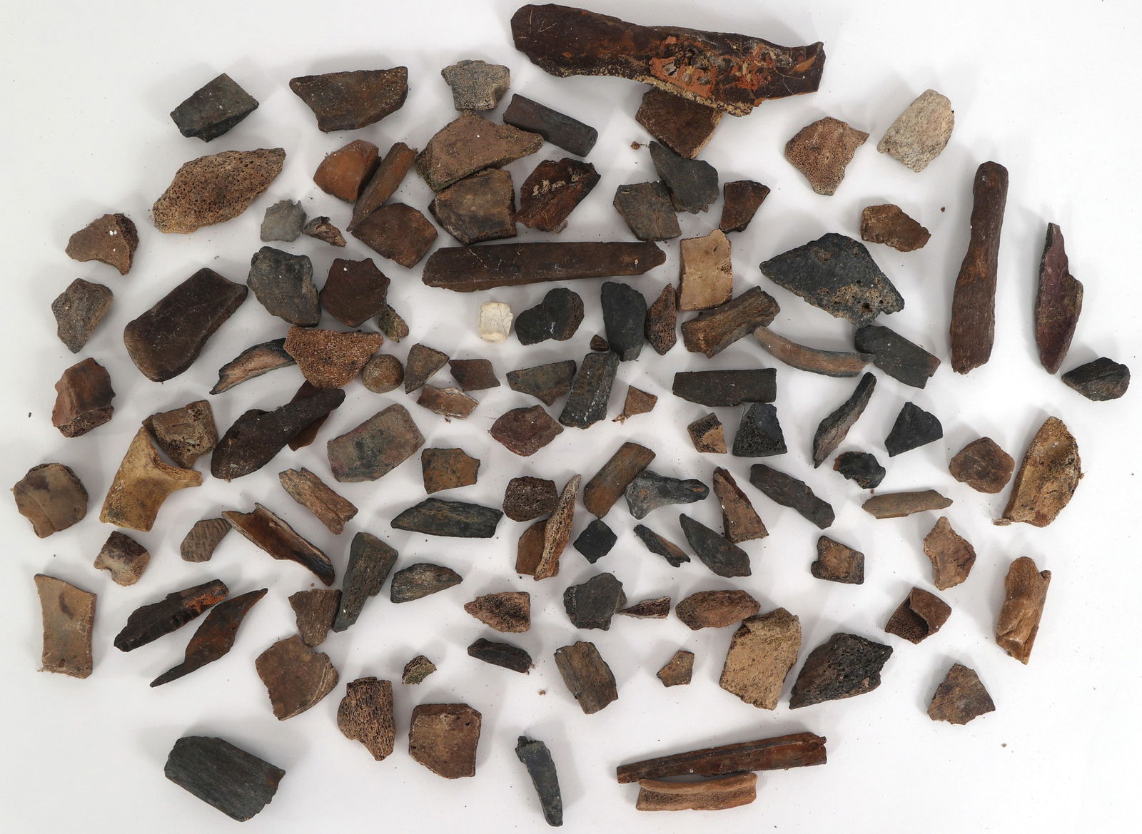 DINOSAUR FOSSIL SPECIMENS - UNSPECIFIED (1 of 1)