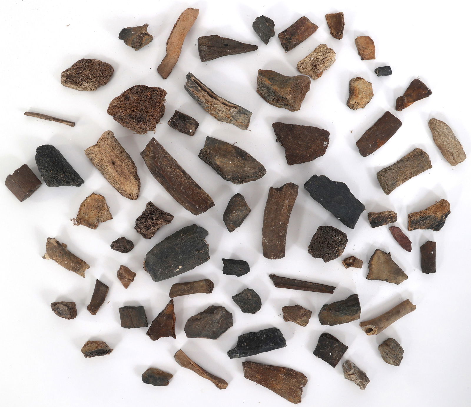 DINOSAUR FOSSIL SPECIMENS - UNSPECIFIED (1 of 1)