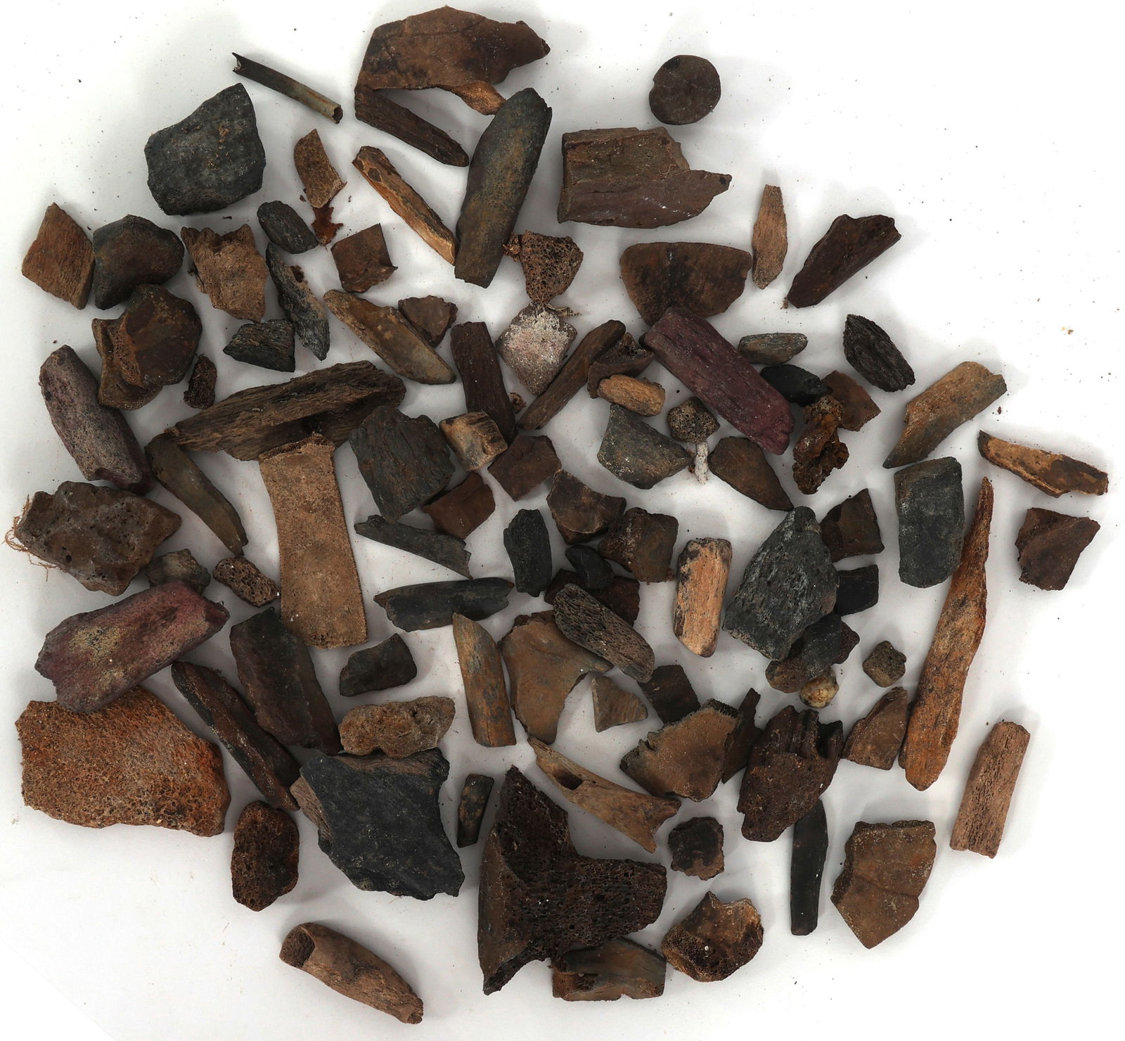 DINOSAUR FOSSIL SPECIMENS - UNSPECIFIED (1 of 1)