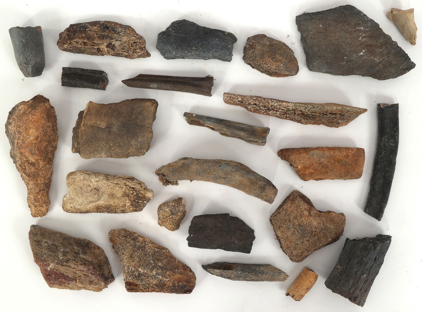 DINOSAUR FOSSIL SPECIMENS - UNSPECIFIED (1 of 1)