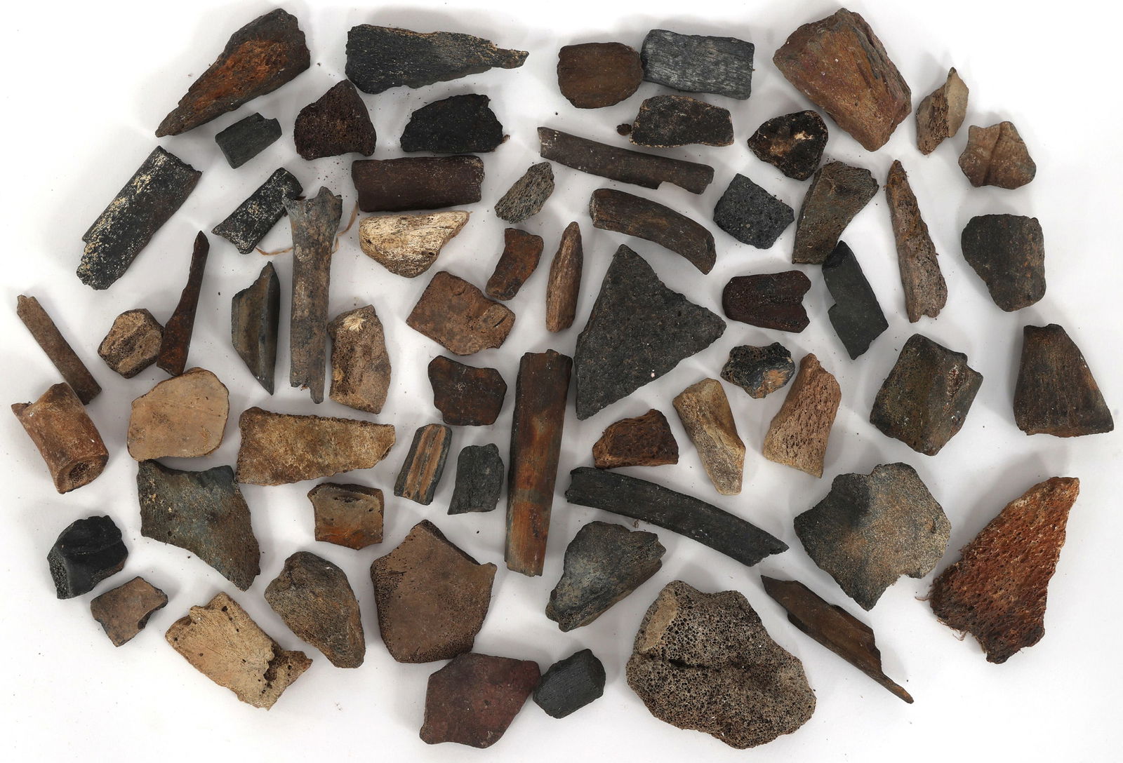 DINOSAUR FOSSIL SPECIMENS - UNSPECIFIED (1 of 1)