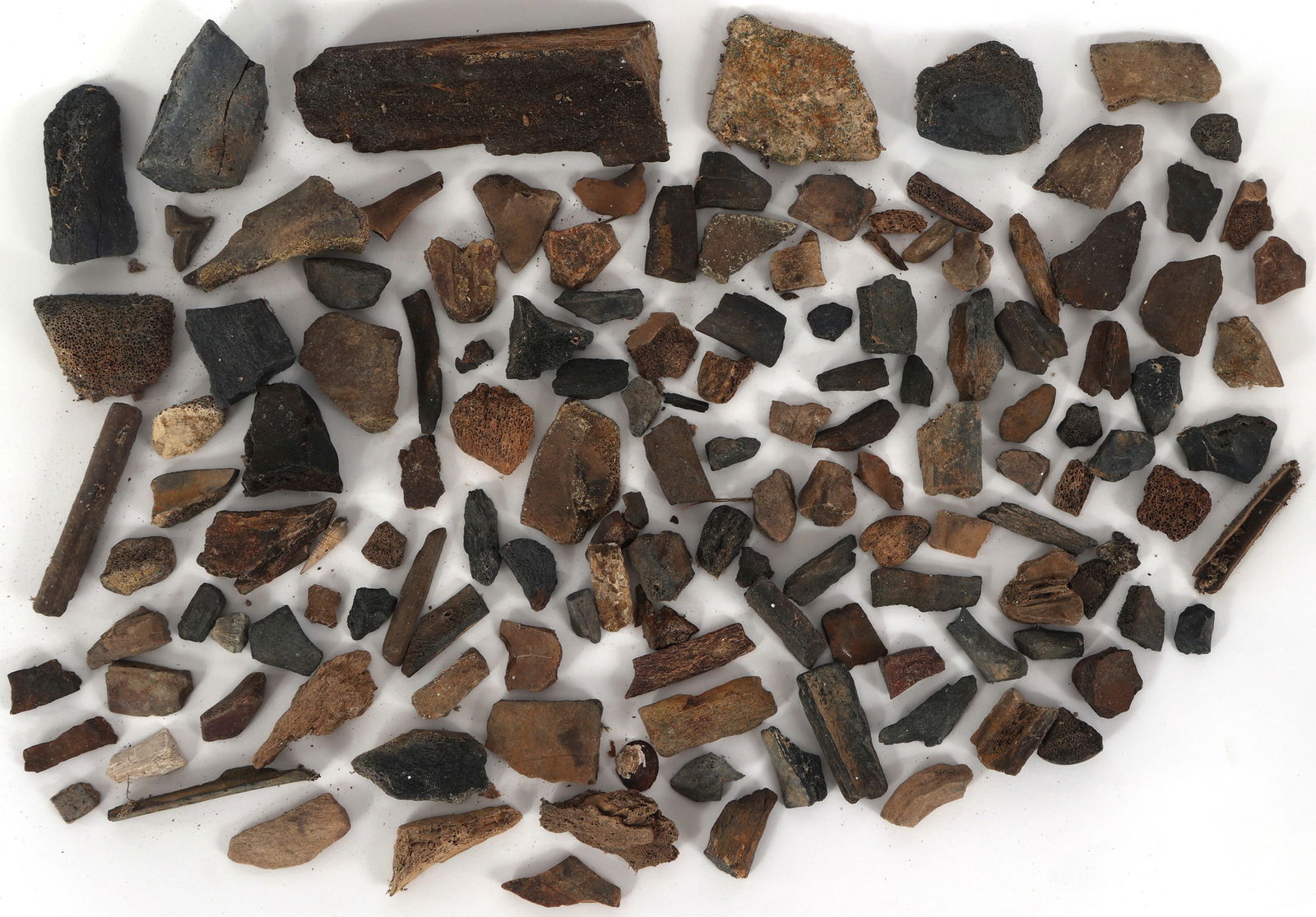 DINOSAUR FOSSIL SPECIMENS - UNSPECIFIED (1 of 1)