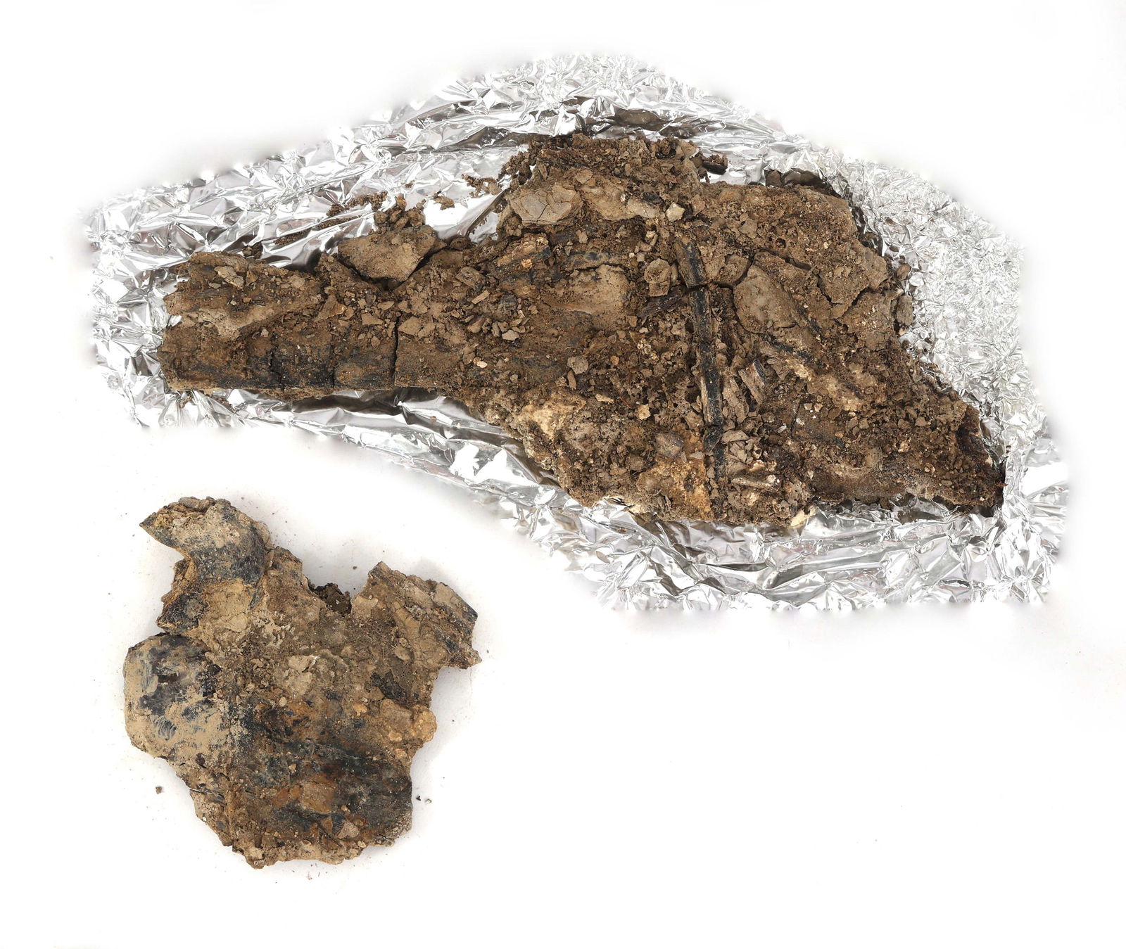 DINOSAUR FOSSIL SPECIMENS - UNSPECIFIED (1 of 4)