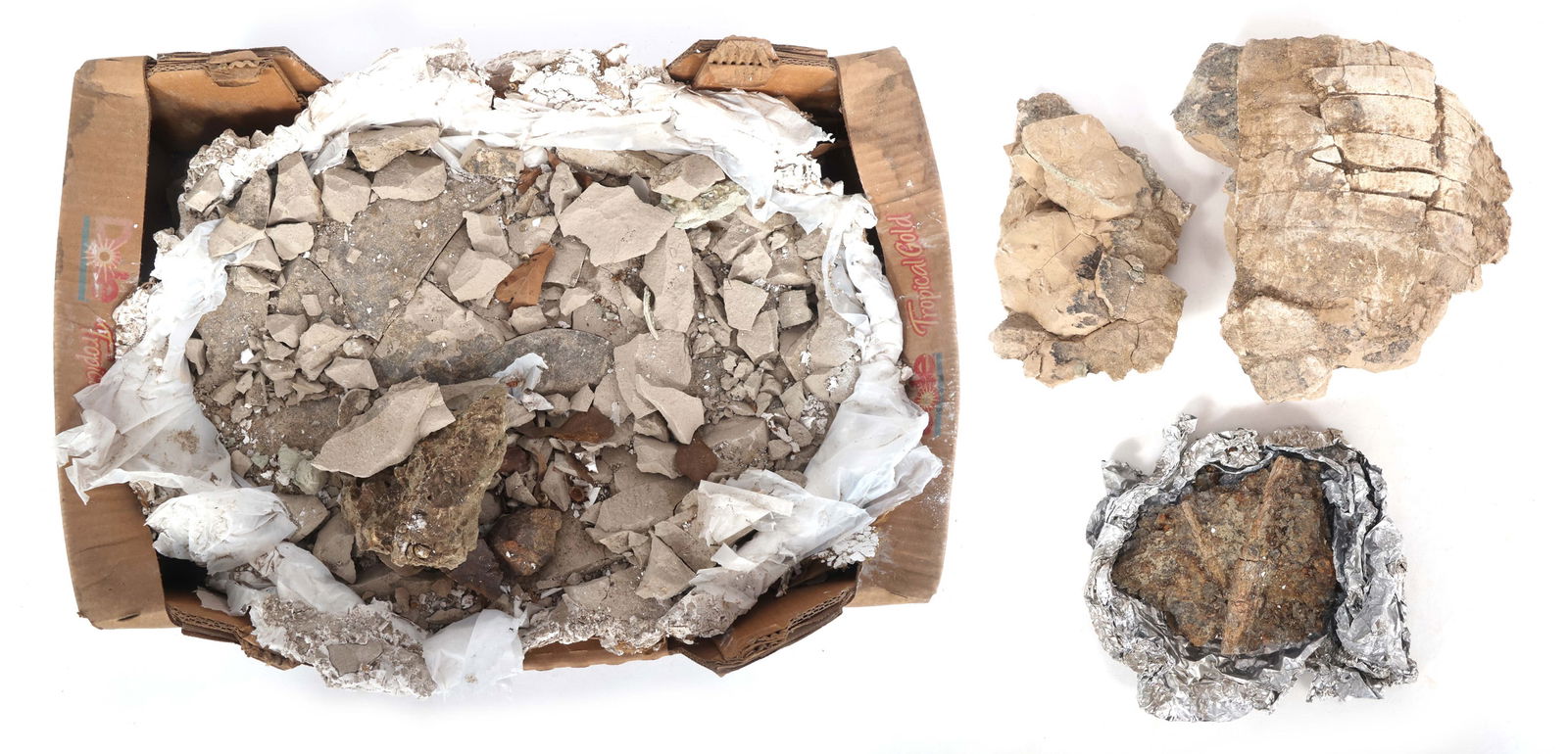 DINOSAUR FOSSIL SPECIMENS - UNSPECIFIED (1 of 6)