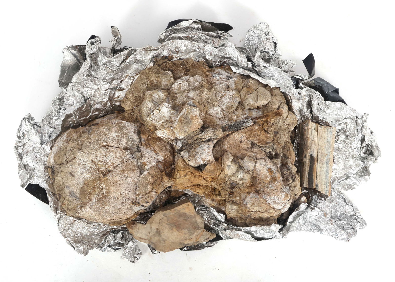 DINOSAUR FOSSIL SPECIMENS - UNSPECIFIED (1 of 4)