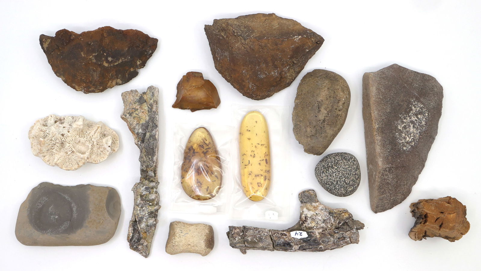 DINOSAUR FOSSIL SPECIMENS - UNSPECIFIED (1 of 1)