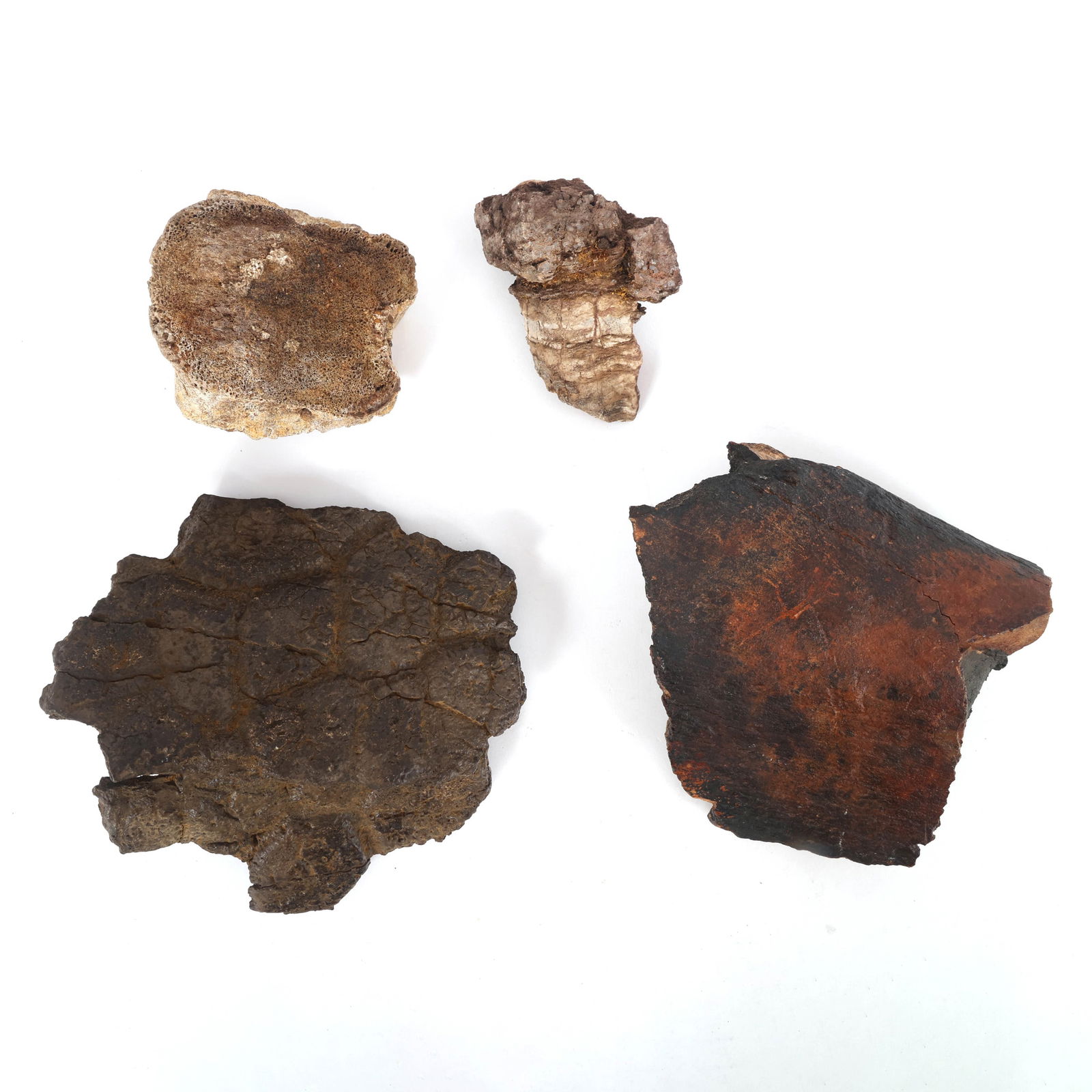 DINOSAUR FOSSIL SPECIMENS - UNSPECIFIED (1 of 6)