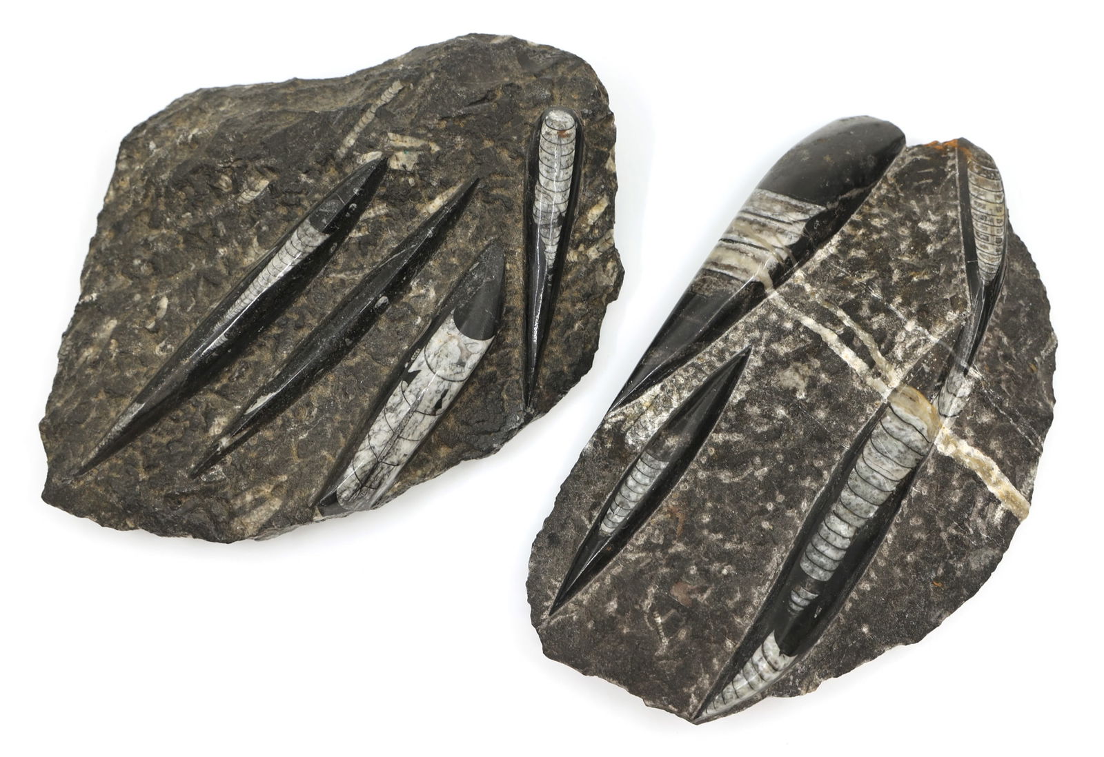 ORTHOCERAS FOSSIL SPECIMENS: ORTHOCERAS FOSSIL SPECIMENS (2) Orthoceras fossil specimens. Size: 8" x 5" 8.25" x 6.5" Weight: 4.3 lbs