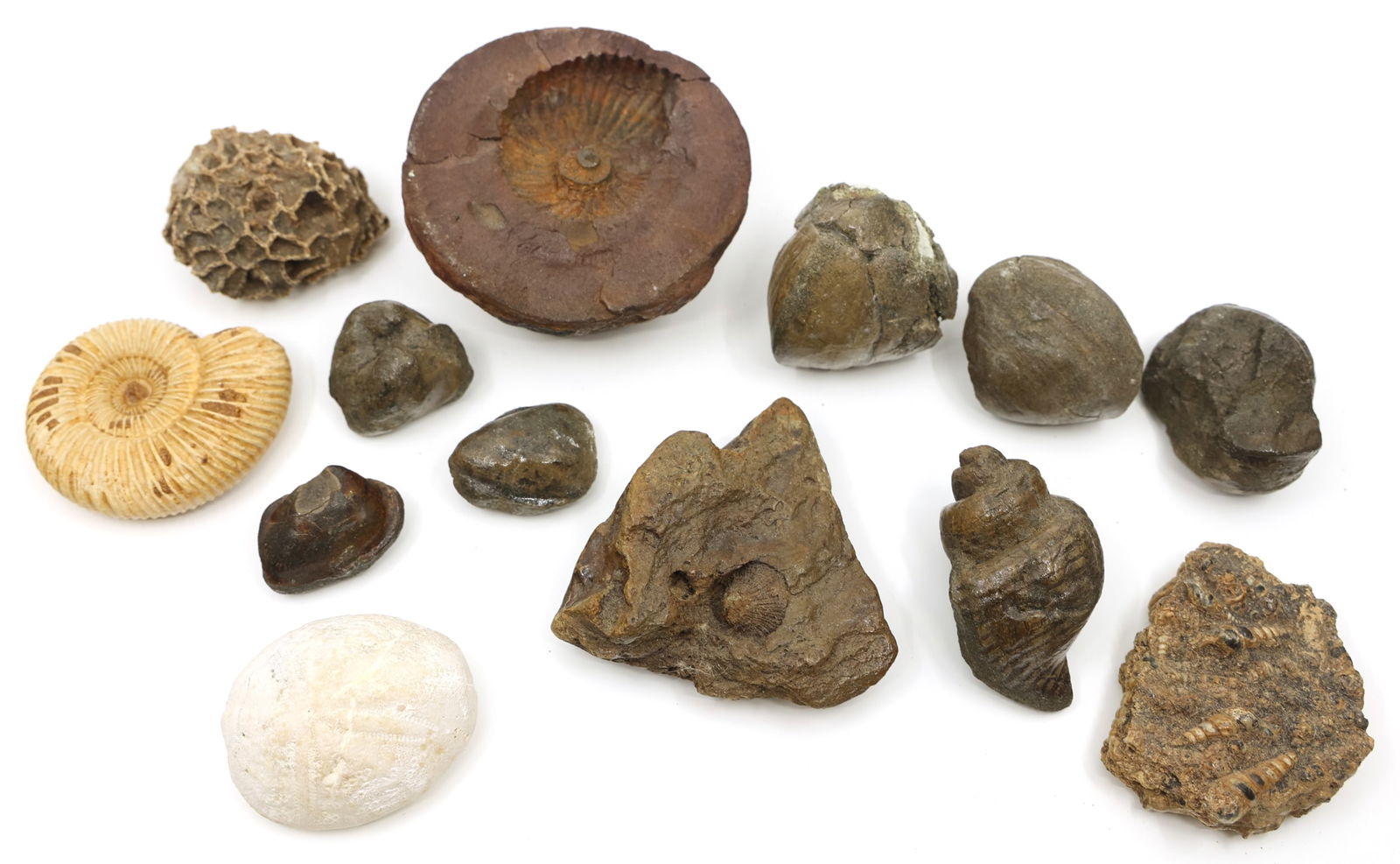 SEA FOSSILS: SEA FOSSILS (13) Sea fossils, sizes ranging 1.75"-3.75" Weight: 2.8 lbs