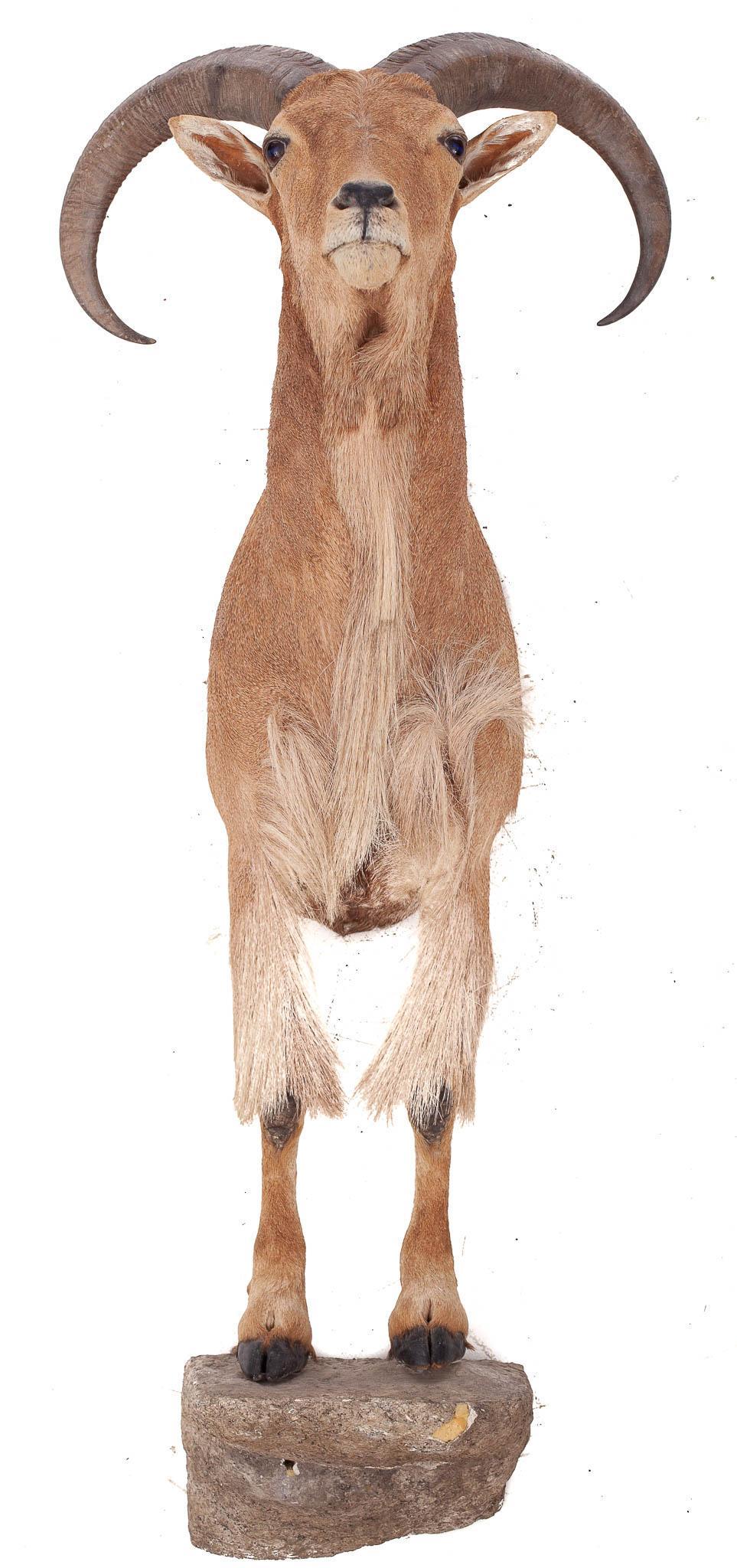 Taxidermy Big Horned Ram Mount: 57" high x 25" wide x 30" deep