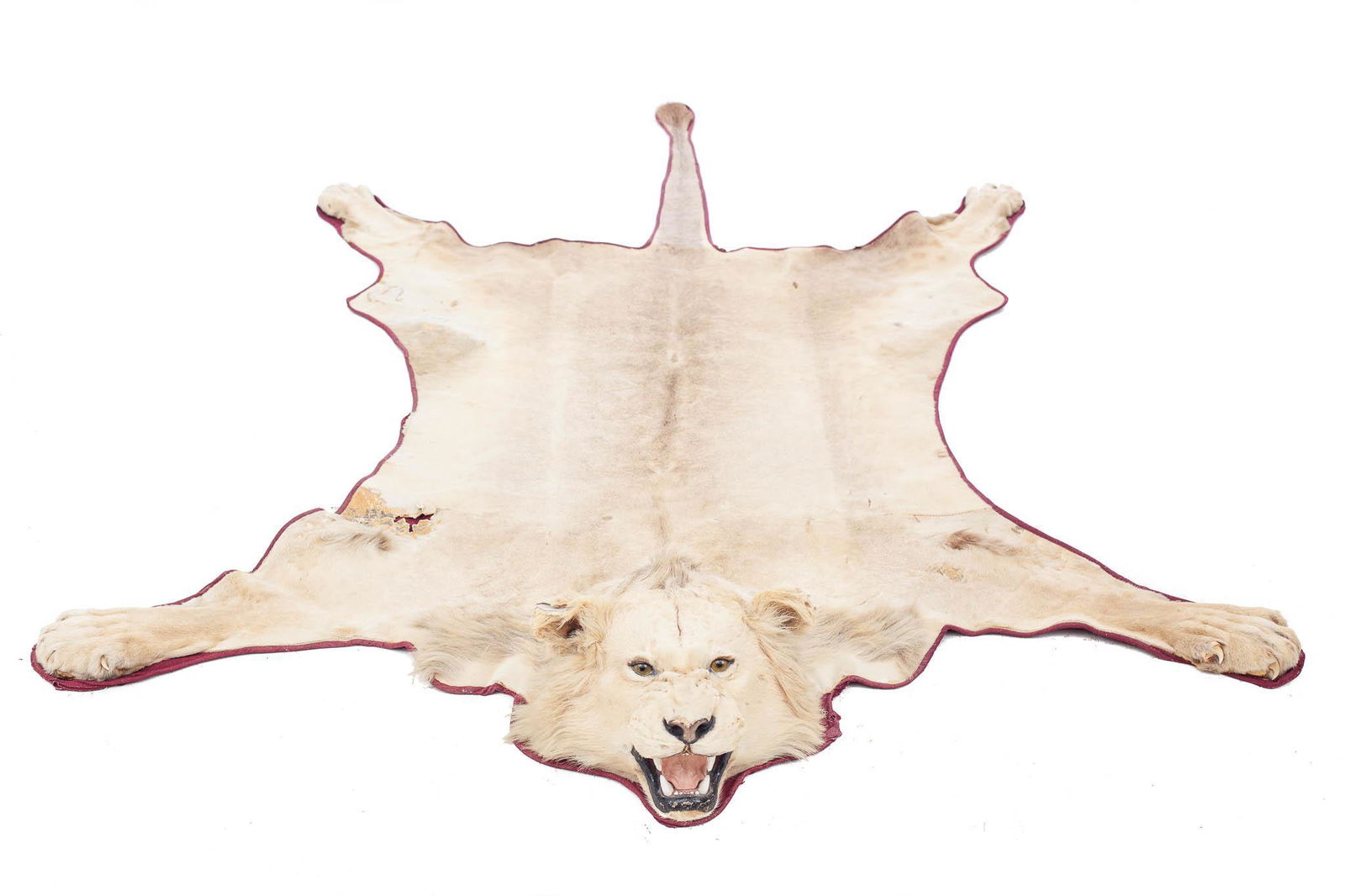 African Lion Skin Taxidermy Rug (1 of 6)