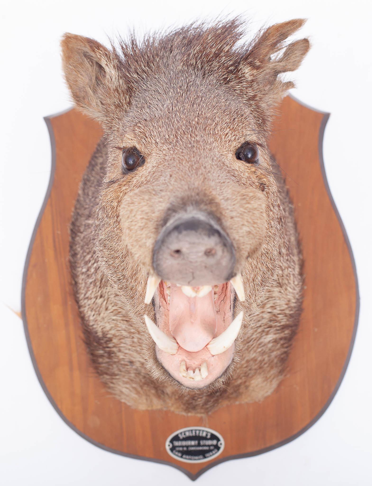 Schleyer's Taxidermy Studio Javelina Wall Mount: Provenance: The Estate of Bea and Andy Copeland 18" tall x 19.5" wide