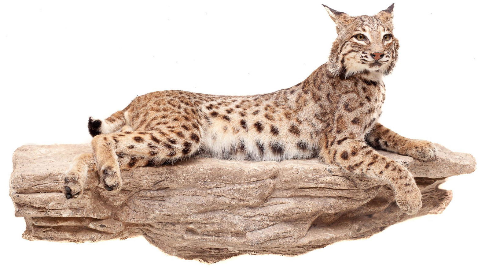 Prone Bobcat Taxidermy Wall Mount (1 of 4)