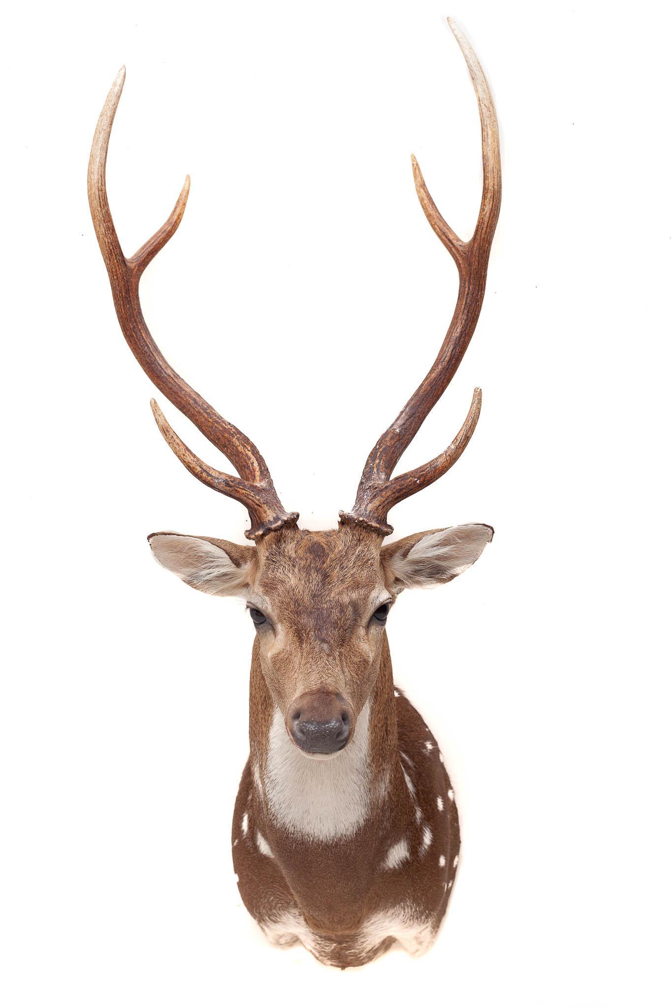 6-Point Axis Deer Taxidermy Wall Mount (1 of 3)