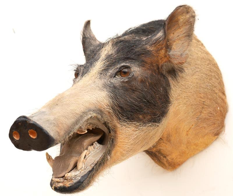 Hog Taxidermy Display Wall Mount (1 of 3)