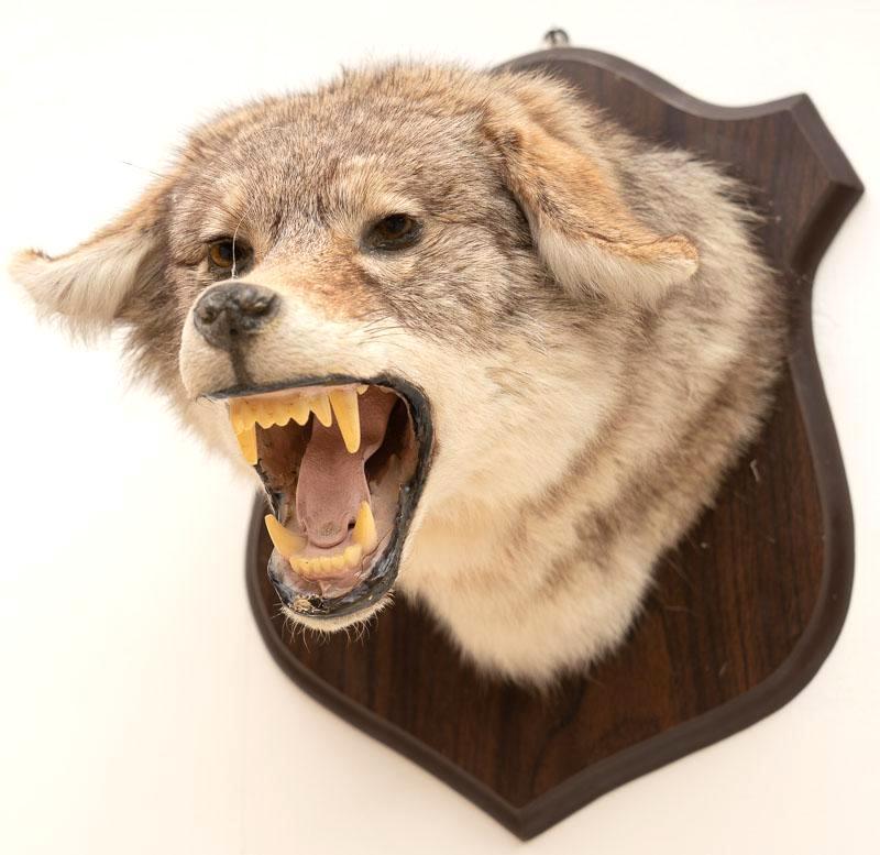 Coyote Taxidermy Display Wall Mount (1 of 3)