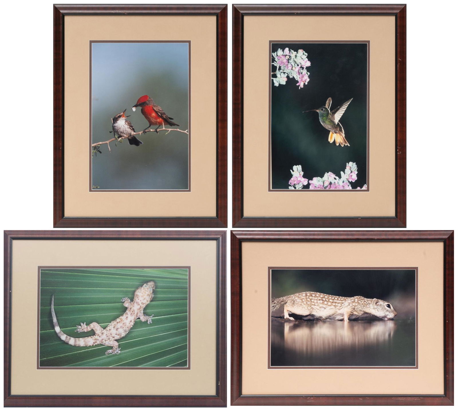 Lot of 4 Animal Photographic Prints (1 of 17)