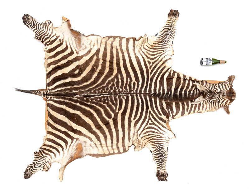 Zebra Hide Taxidermy: Provenance: A Waco, TX Estate Zebra hide taxidermy on board 105" head/tail x 81" toe/toe Condition: Minor losses State-wide delivery is available for this item. Please email shipping@vogtauction.com o