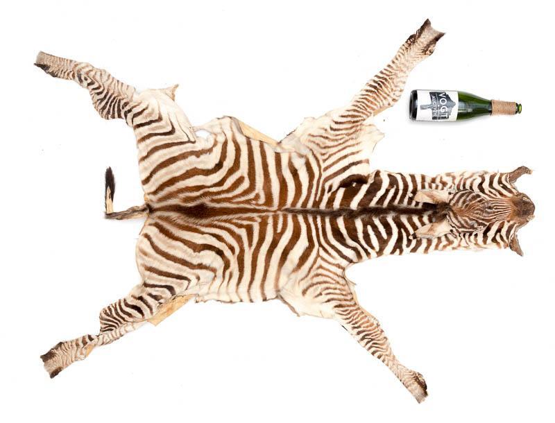 Zebra Hide Taxidermy: Provenance: A Waco, TX Estate Zebra hide taxidermy on board 52" head/tail x 46" toe/toe Condition: Minor losses State-wide delivery is available for this item. Please email shipping@vogtauction.com or