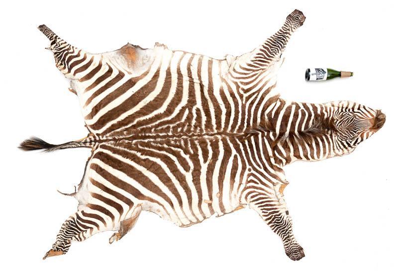 Zebra Hide Taxidermy: Provenance: A Waco, TX Estate Zebra hide taxidermy on board 87" head/tail x 68" toe/toe Condition: Minor losses State-wide delivery is available for this item. Please email shipping@vogtauction.com or