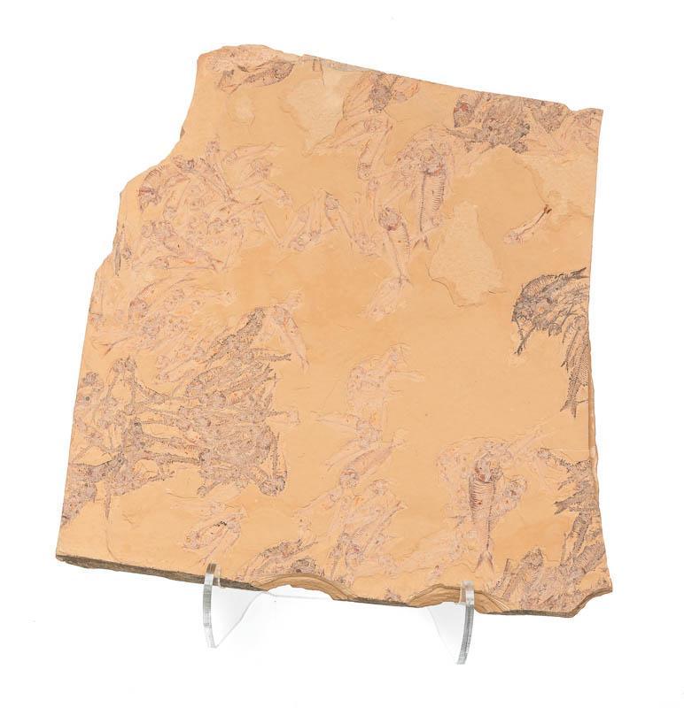 Fossilized Diplomystus Specimen: Provenance: A Terrell Hills, TX Estate Fossilized diplomystus on limestone with plexiglass stand 11" tall x 10.5" wide State-wide delivery is available for this item. Please email shipping@vogtau