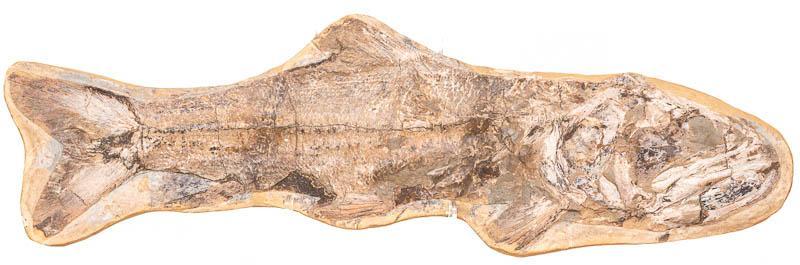 Fossil Fish Specimen: Provenance: A Terrell Hills, TX Estate Fossilized fish in limestone on wooden base with plexiglass stand 10" tall x 30.5" wide State-wide delivery is available for this item. Please email shipping@vog