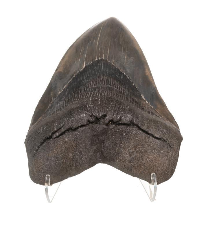 Fossilized Shark Tooth: Provenance: A Terrell Hills, TX Estate Fossilized shark tooth with plexiglass stand 6" tall x 5" wide