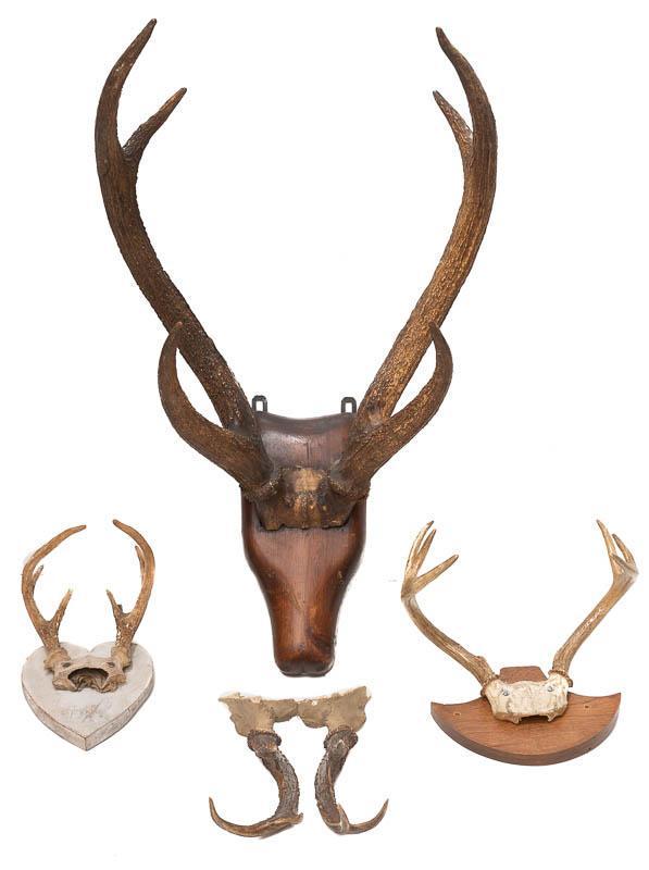 Lot of 4 Deer Taxidermy: Includes axis deer mount, prong horn, ect. 33.5" tall x 18" wide/ Largest State-wide delivery is available for this item. Please email shipping@vogtauction.com or call 210-822-6155 for a quote. IN-HOU