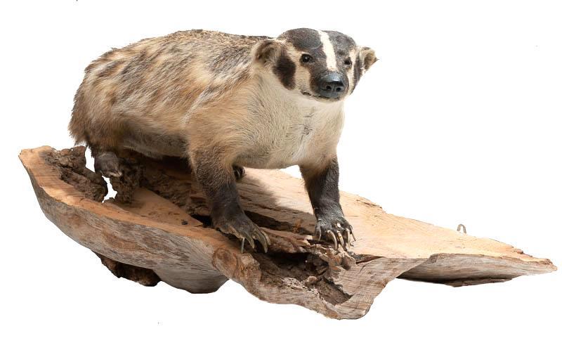 Badger Taxidermy: Provenance: A Castle Hills, TX Estate Vintage badger taxidermy mount, wall mount, drift wood base 30" long x 16" tall x 13" deep State-wide delivery is available for this item. Please email shipping@v