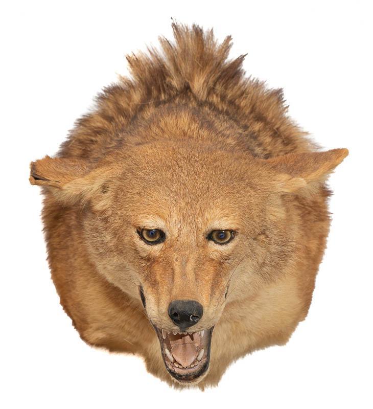Coyote Taxidermy: Provenance: A Castle Hills, TX Estate Coyote taxidermy wall mount display 11.5" tall x 10" wide x 16" deep
