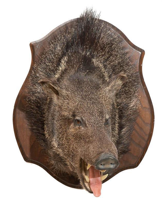 Javalina Hog Taxidermy: Provenance: A Castle Hills, TX Estate Javalina hog taxidermy wall mount display 24" tall x 16" wide