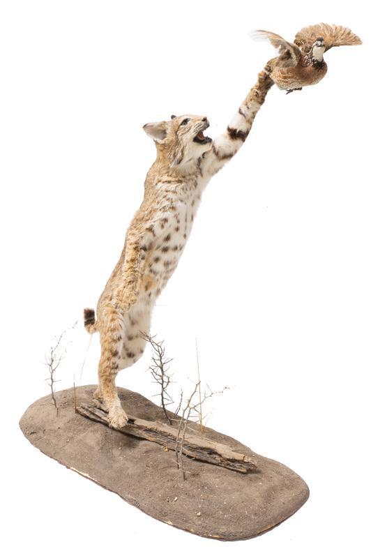 Full Body Bob Cat and Dove Taxidermy Mount (1 of 5)