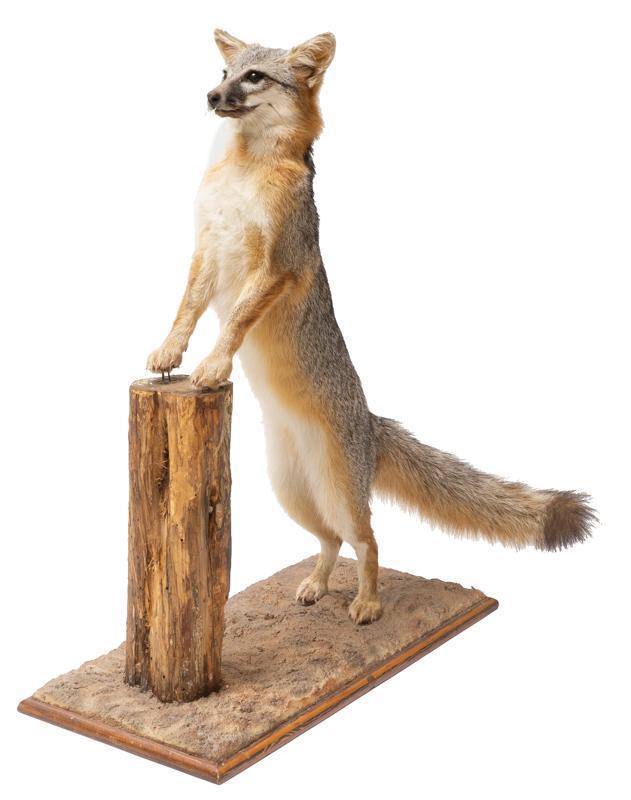 Full Body Fox Taxidermy Mount (1 of 4)