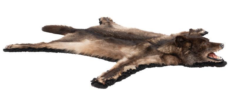 Wolf Hide Taxidermy Rug (1 of 5)