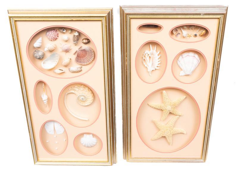 Pair of Framed and Mounted Sea Shells (1 of 2)