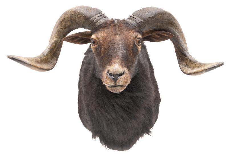 Hawaiian Black Sheep Taxidermy Wall Mount (1 of 3)